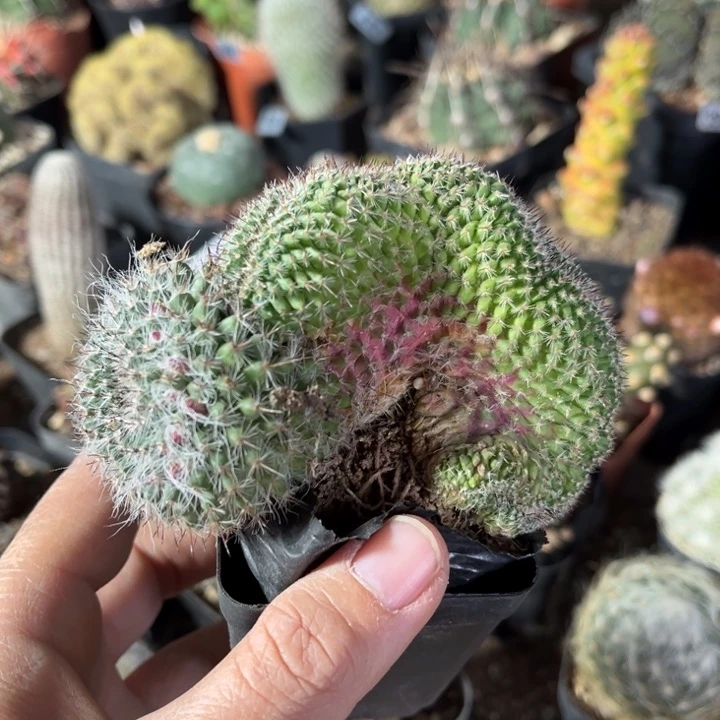 仙人球一物一拍实生