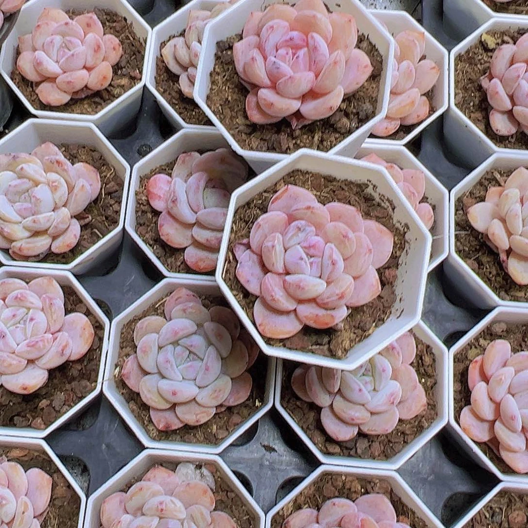 小粉橙带盆带土19包邮