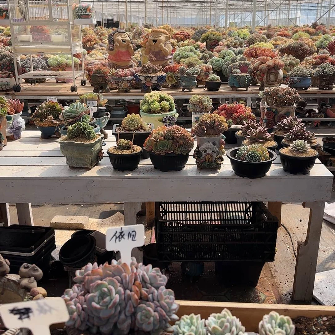 s****旧依旧，盆3个128           盆