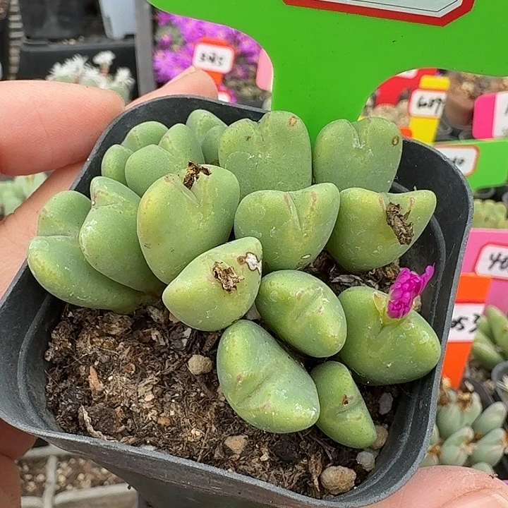 密密麻麻密密麻麻5028