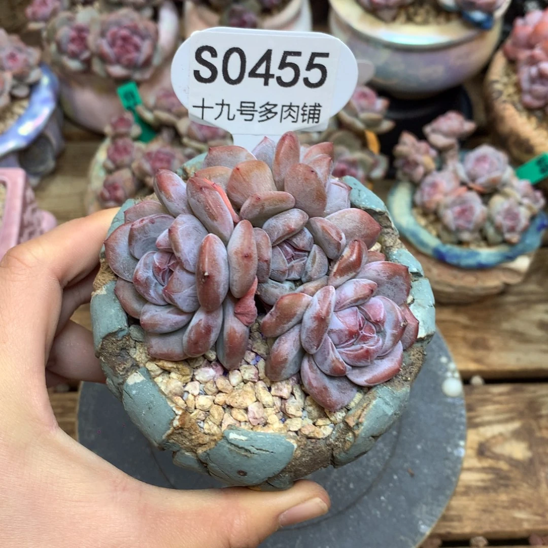 S0455 星影小脸 开播福利