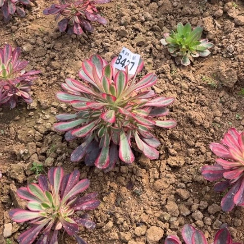 427香香不包断枝