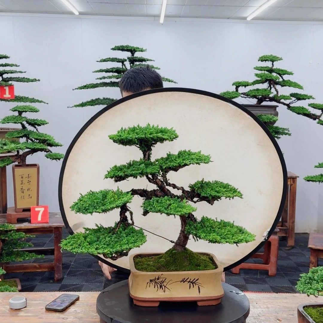 无花朵珍珠柏666666666666666