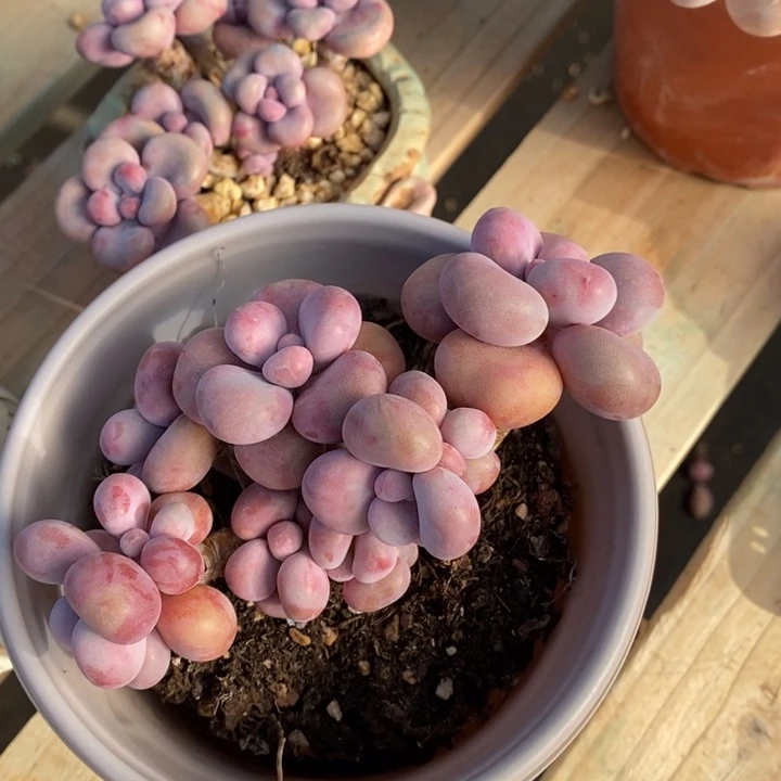 胭脂精品多肉   桃蛋021