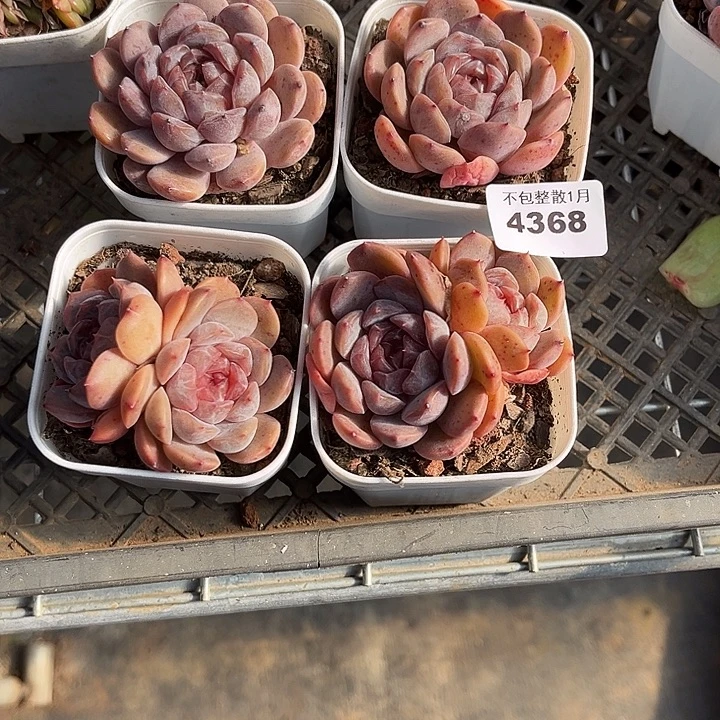 进***宝阿雅园艺。        4368