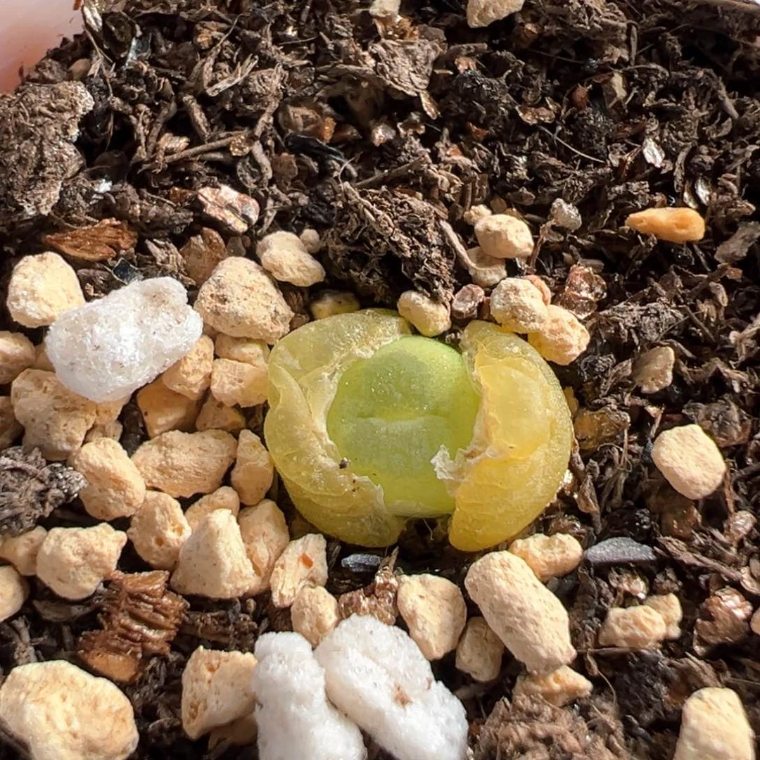 多肉植物224号拉登