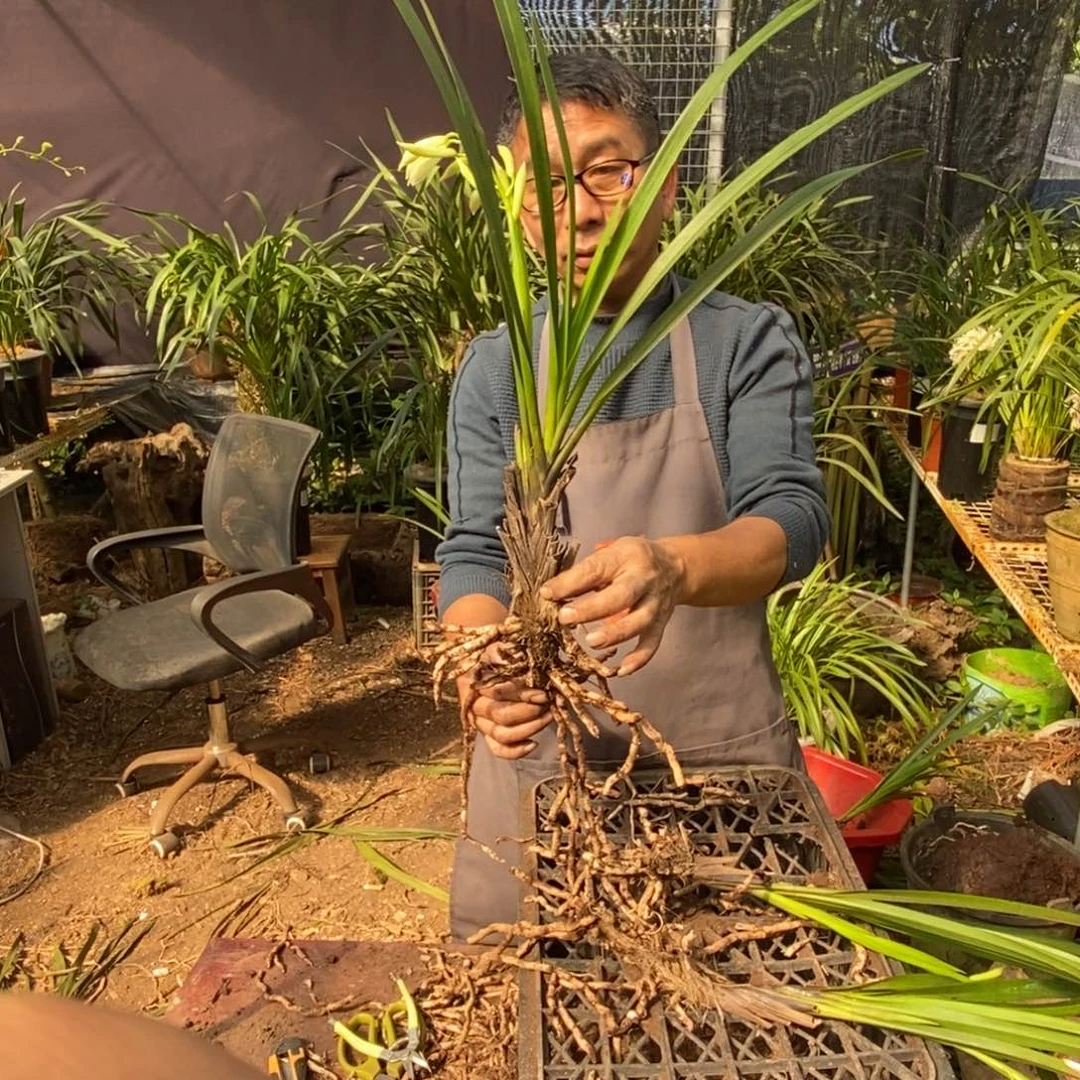 完全开放棕根大雪兰红舌