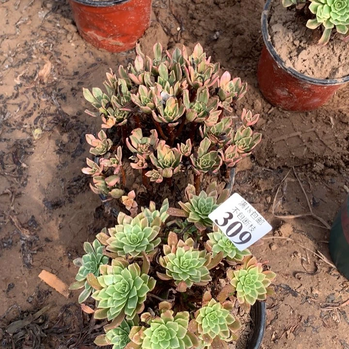 309甜茶➕朝霞2棚