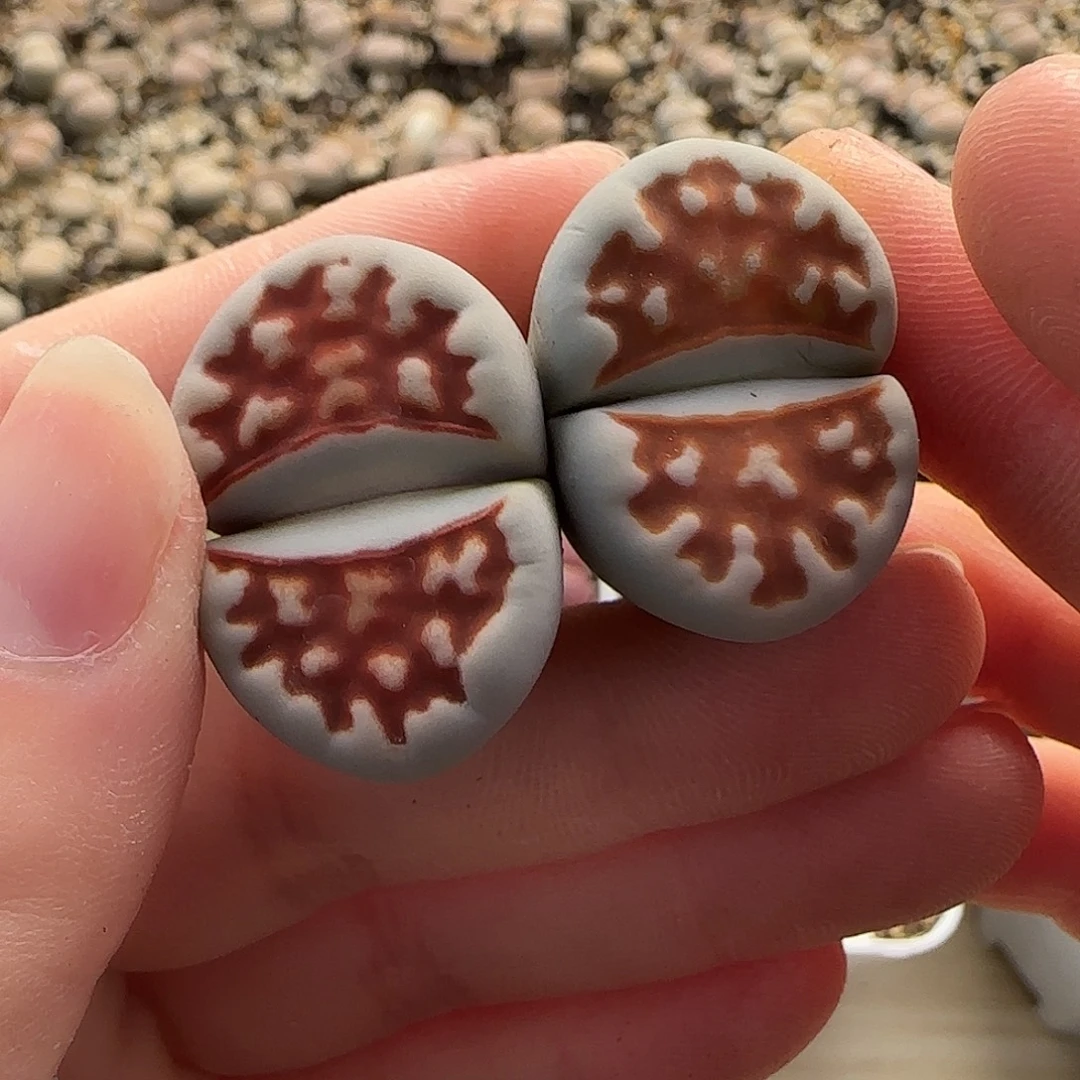 11.23。红粗纹。Top red。8028