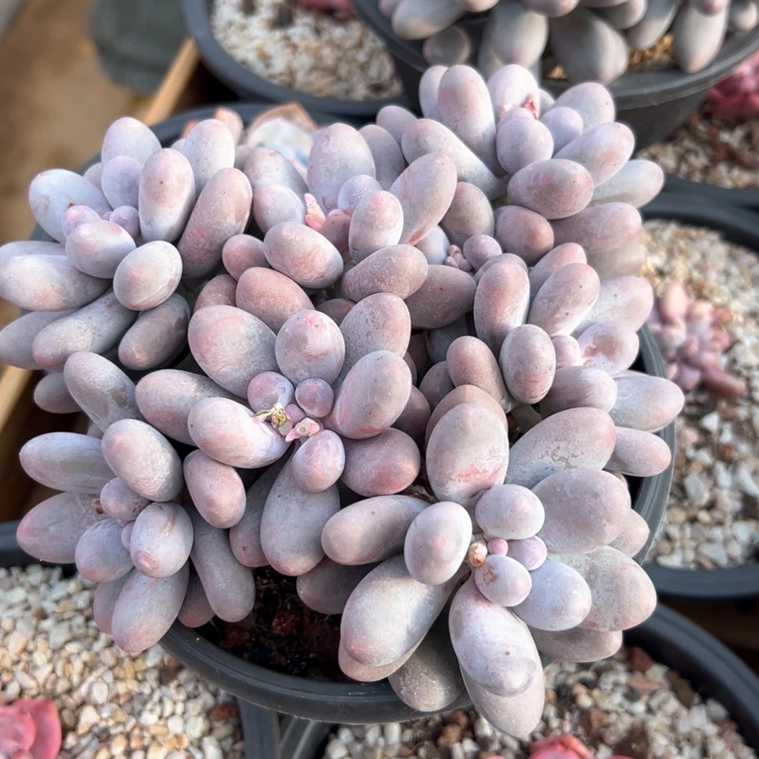 番**?蕃茄68汤圆一颗