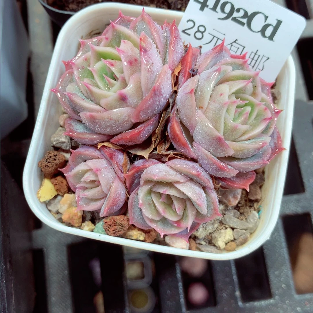 5厘米盆精控多肉4192