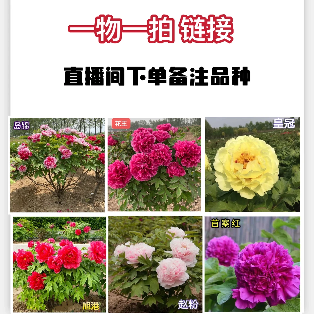 【一物一拍】 直播间专属链接