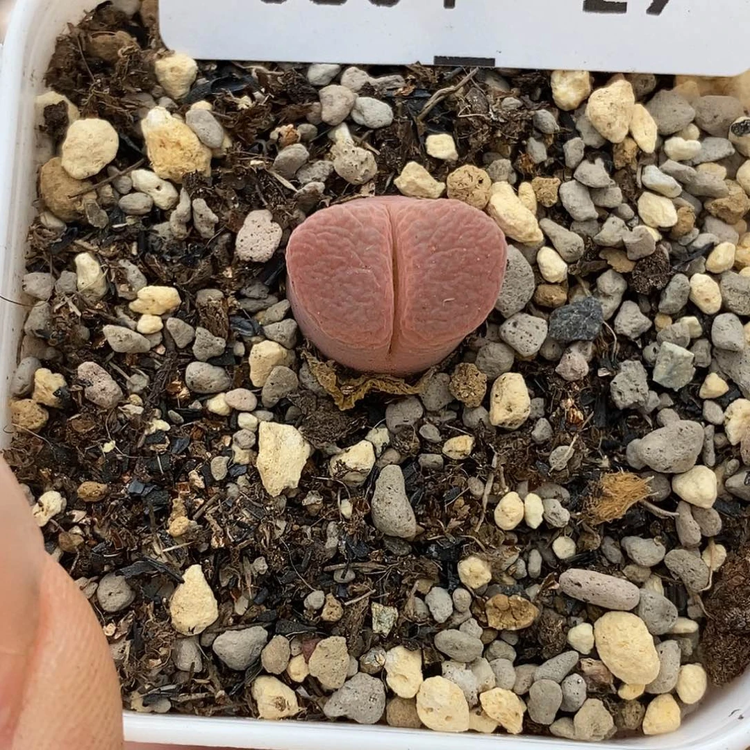 0804-29-风铃一颗。