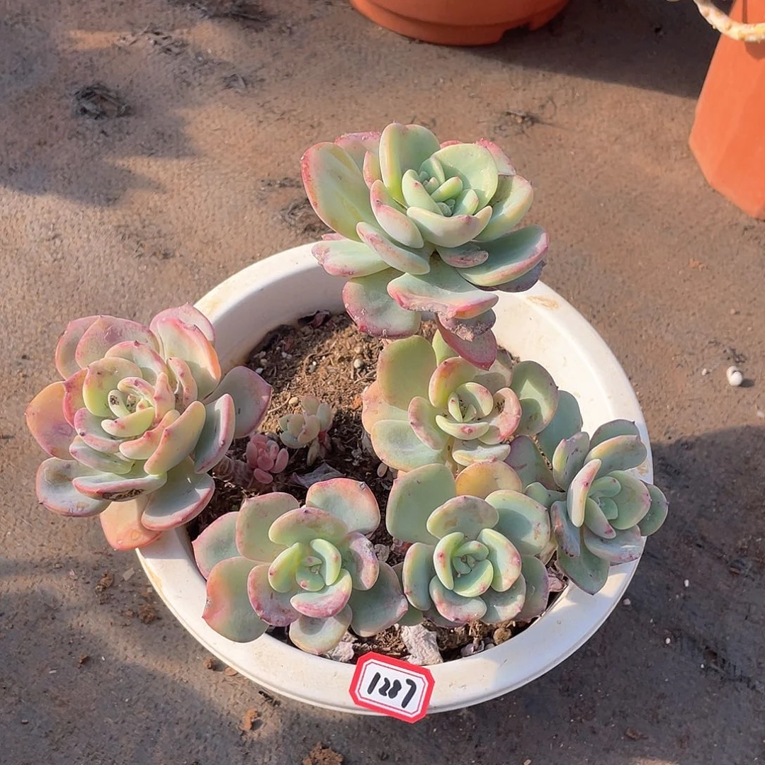 1287白月光一物一拍多肉