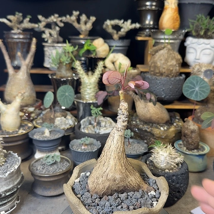 一物一拍奇艺油柑220