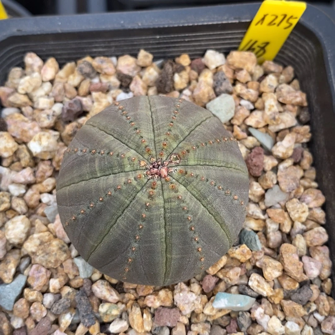 24欧系实生布纹球一物一拍