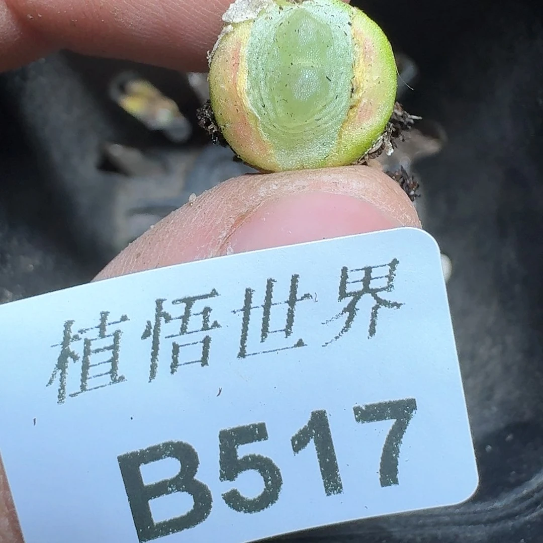 517盒的植物哇dc vv b