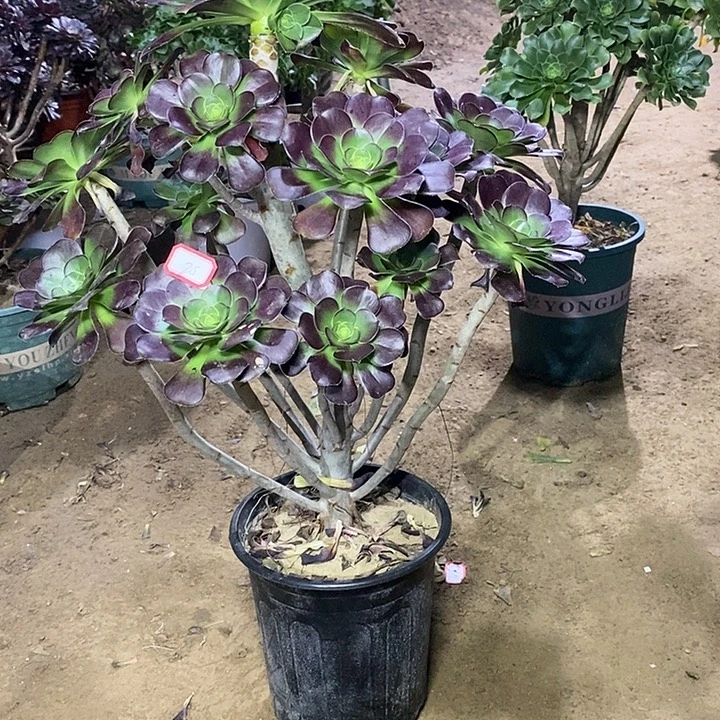 25，圆叶红酒杯多肉法师