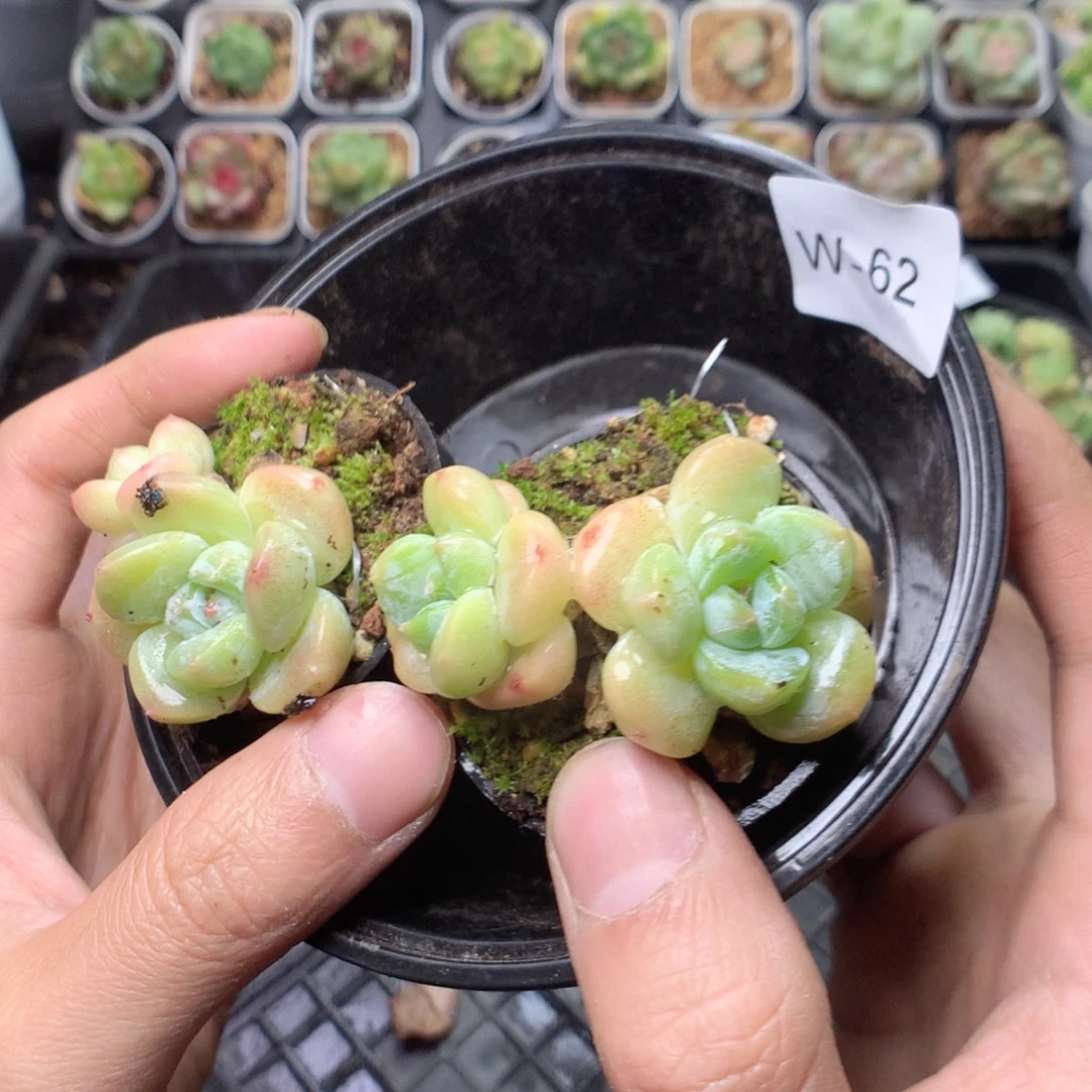 无花朵W62英语英语英语英语