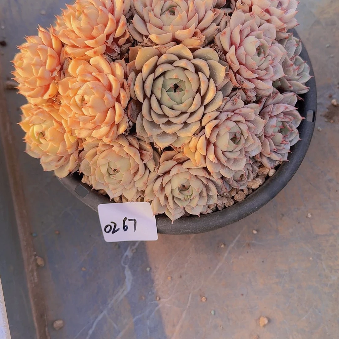 凉**剧0267本巴多肉植物