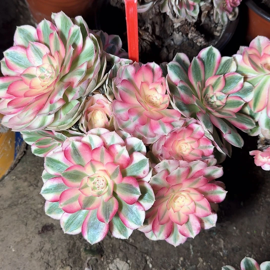 4158倾城多肉法师