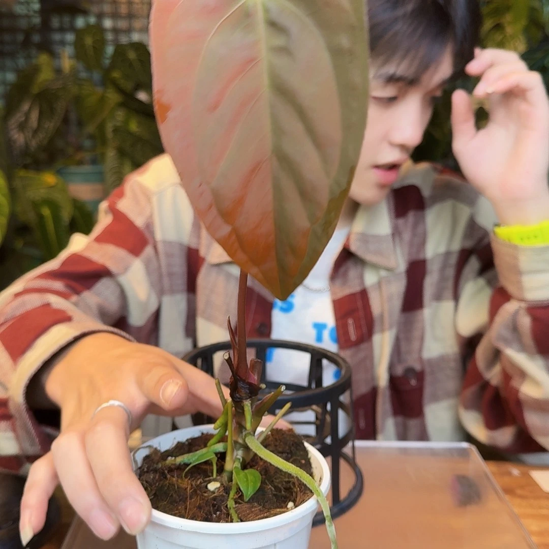 完全开放L72加通湖杂暗黑巴拿马