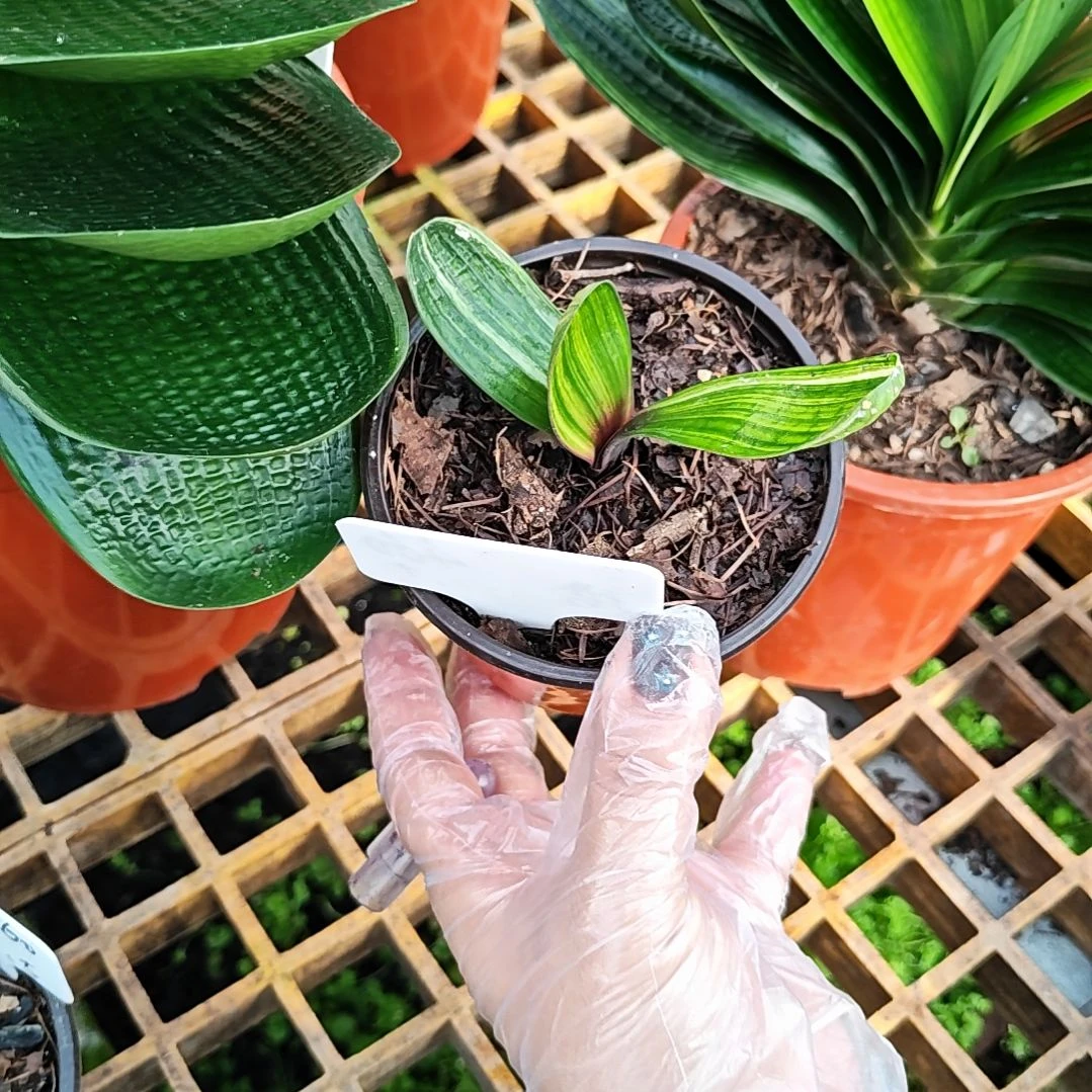 完全开放君子兰精品彩血