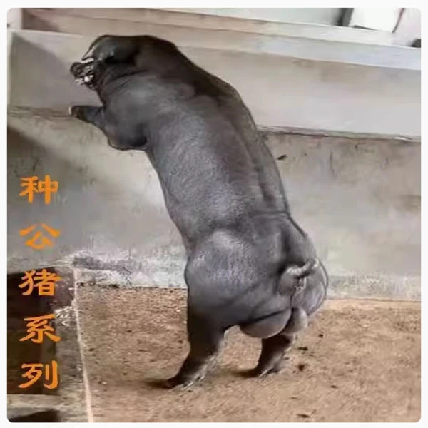 黑杜公猪母猪国寿黑猪种黑金刚公猪种母猪耳标猪价
