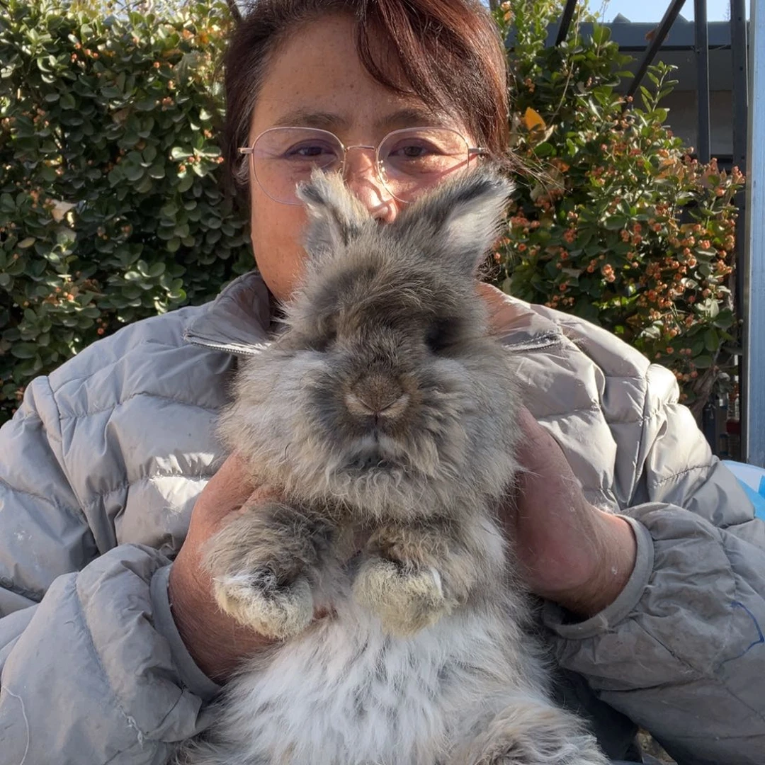 英系安哥拉宠物兔子