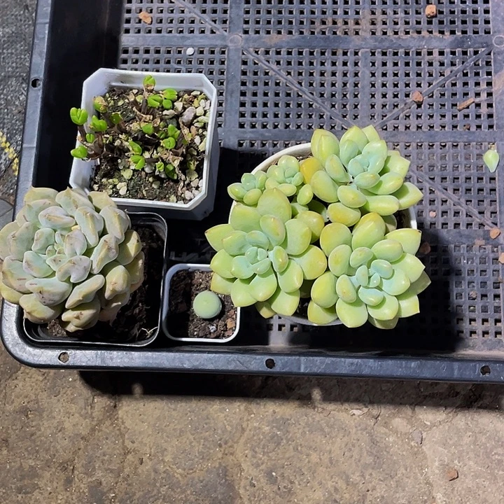 胡****99号筐带盆土发货