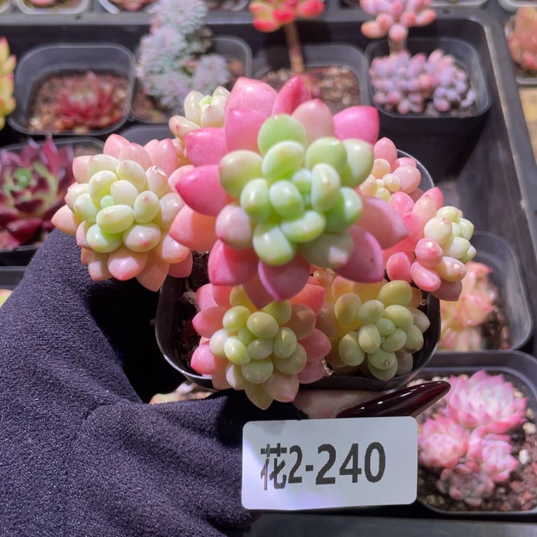 花利美2-240洛可可