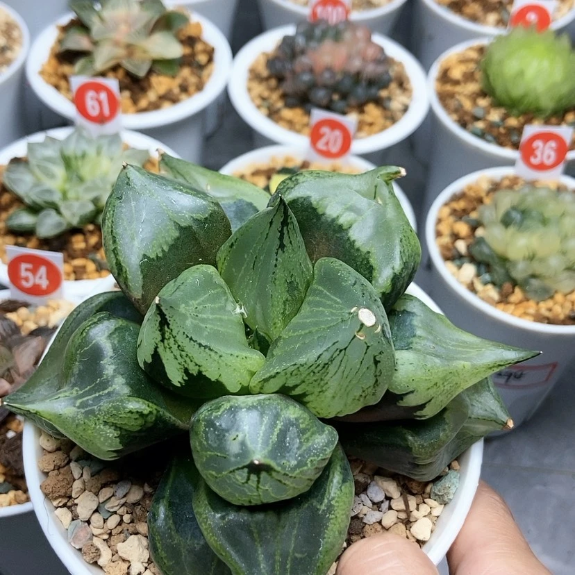 【闪购商品】裹般若母本
