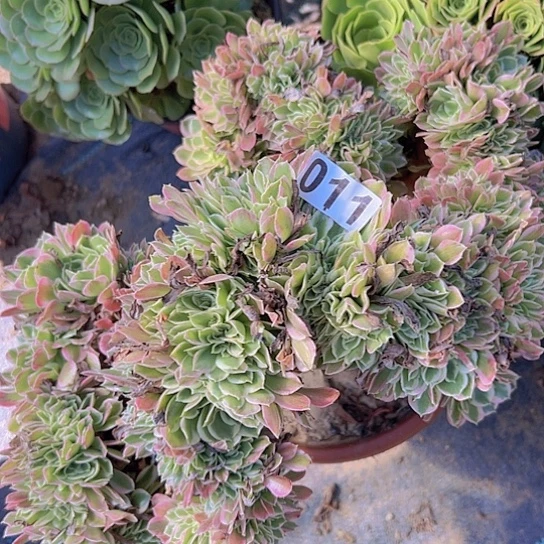 温***我多肉植物一个白凤