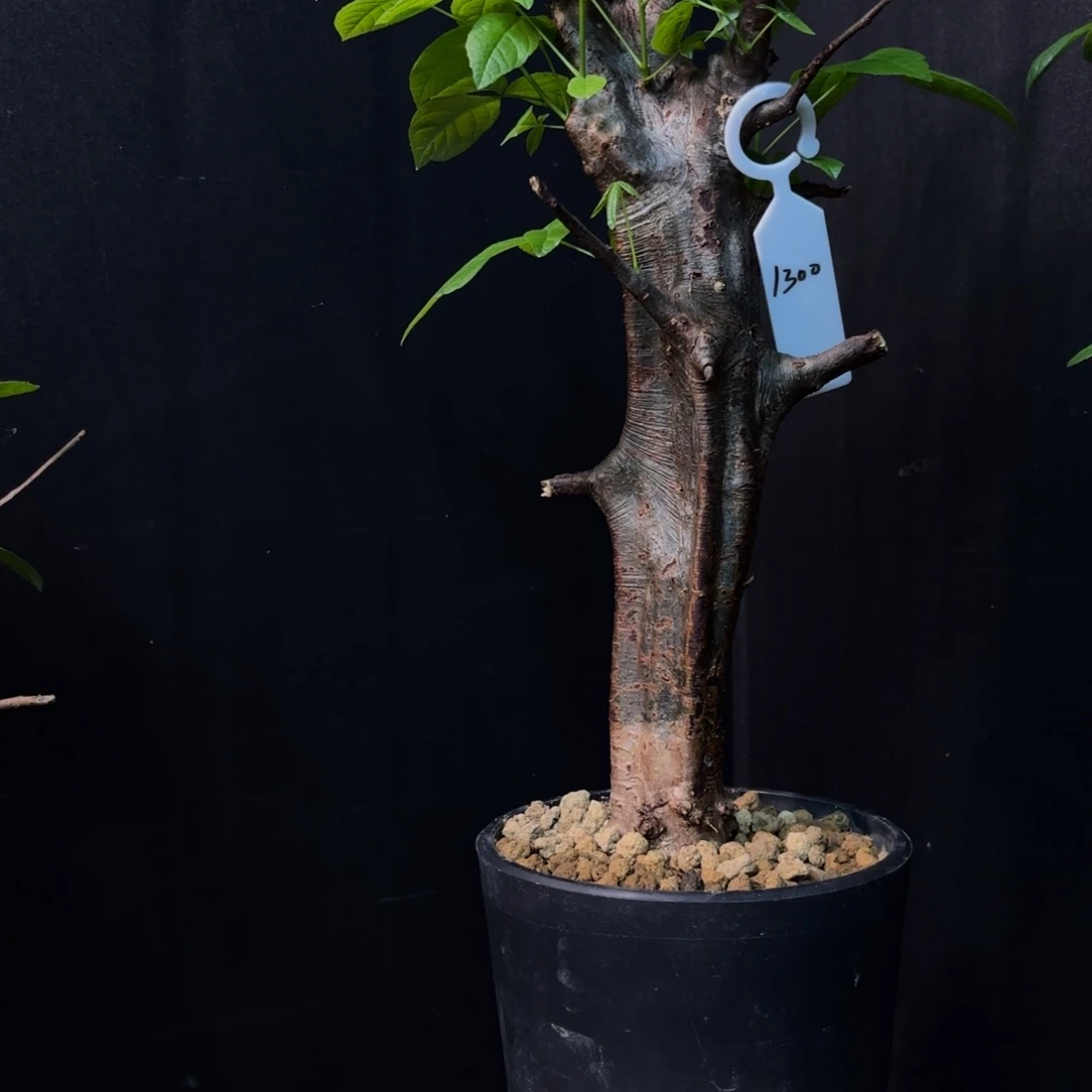 扭矩橄榄产地福利