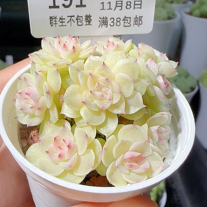 1108-191m1-435-2麦杆