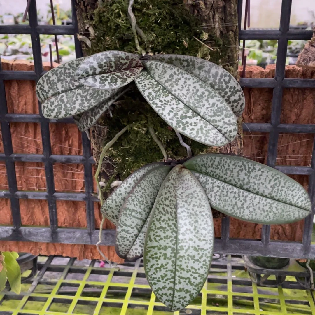 当前无花栽培后可以开花
