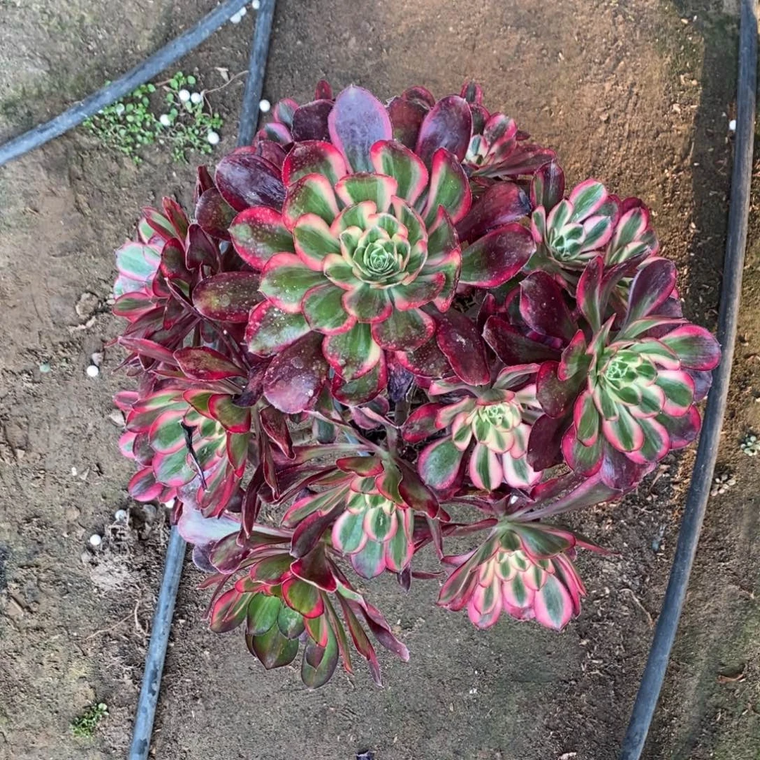 1939号丽娜多肉1颗