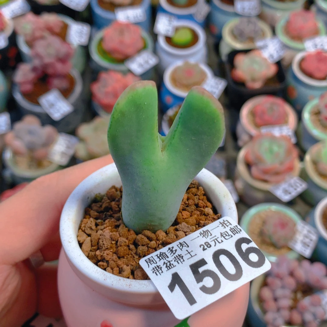 5厘米盆精控多肉1506