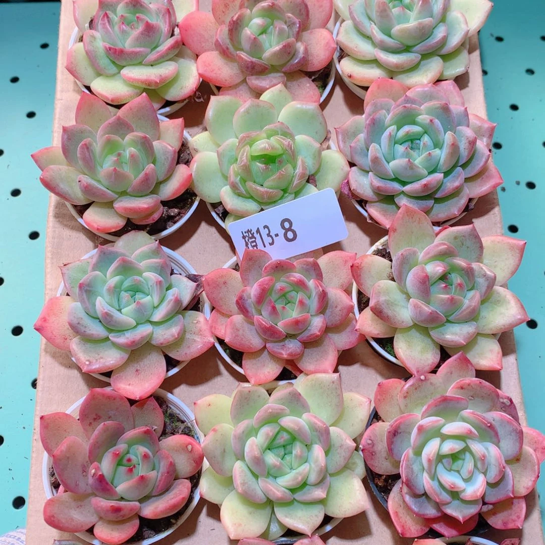 13-8一物一拍多肉带盆18颗