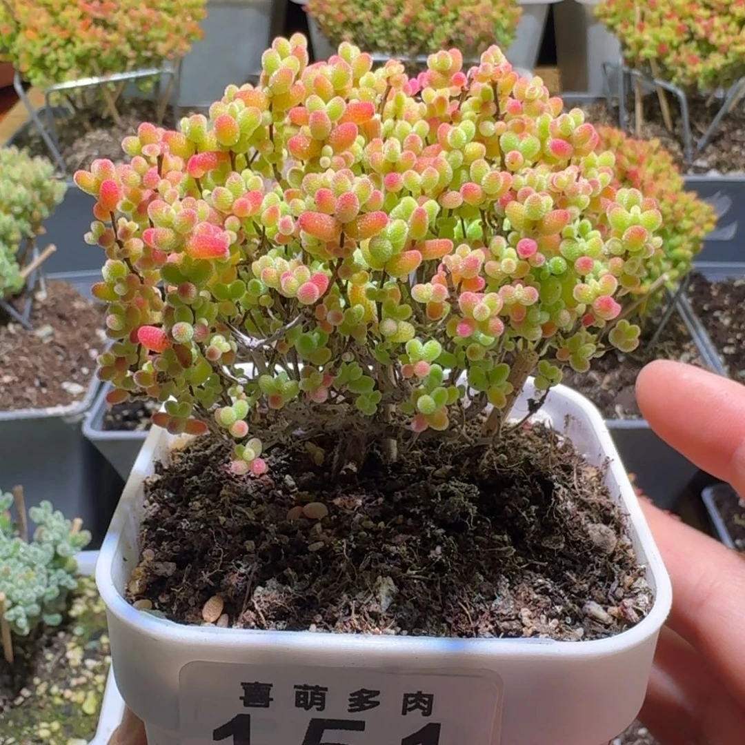 蜜橘糖球枝干番杏151