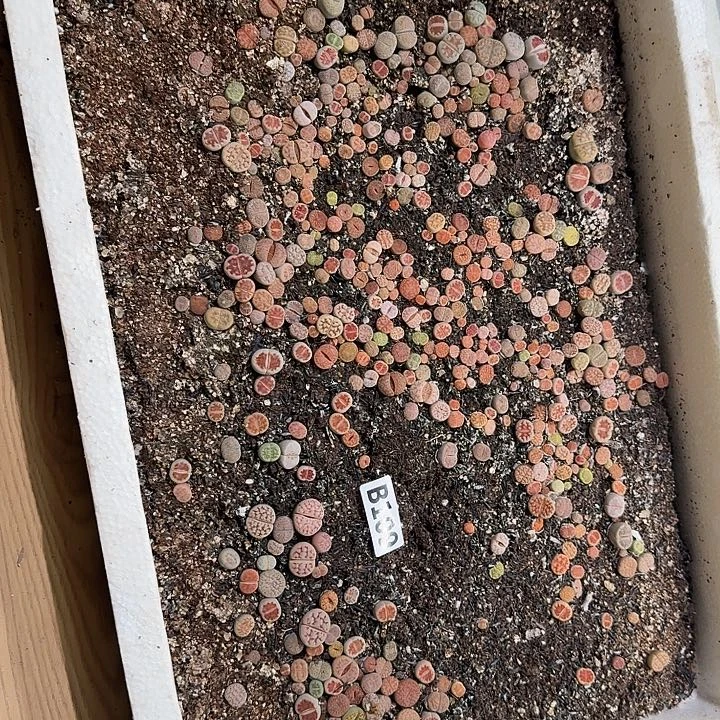 生109石花整框脱土发货不售后
