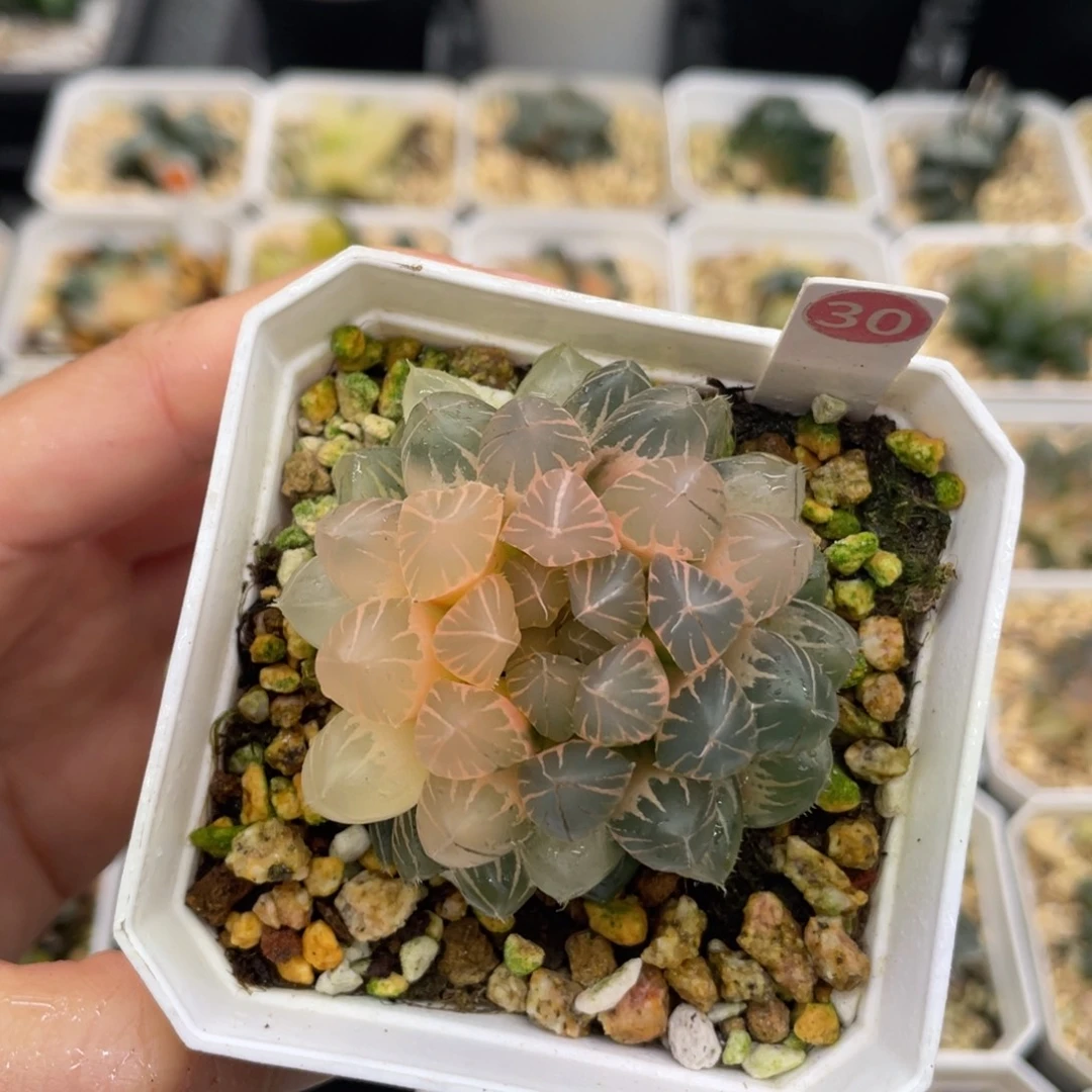 小蔡的菜园30玫瑰金糊斑