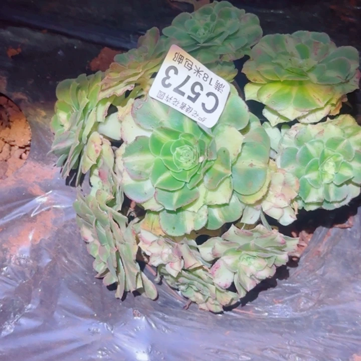 多肉 斑斓多肉法师植物