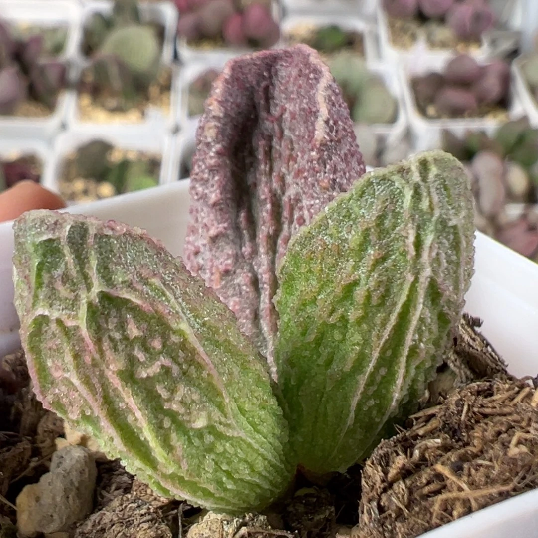 w颗粒款实生新品多肉植物
