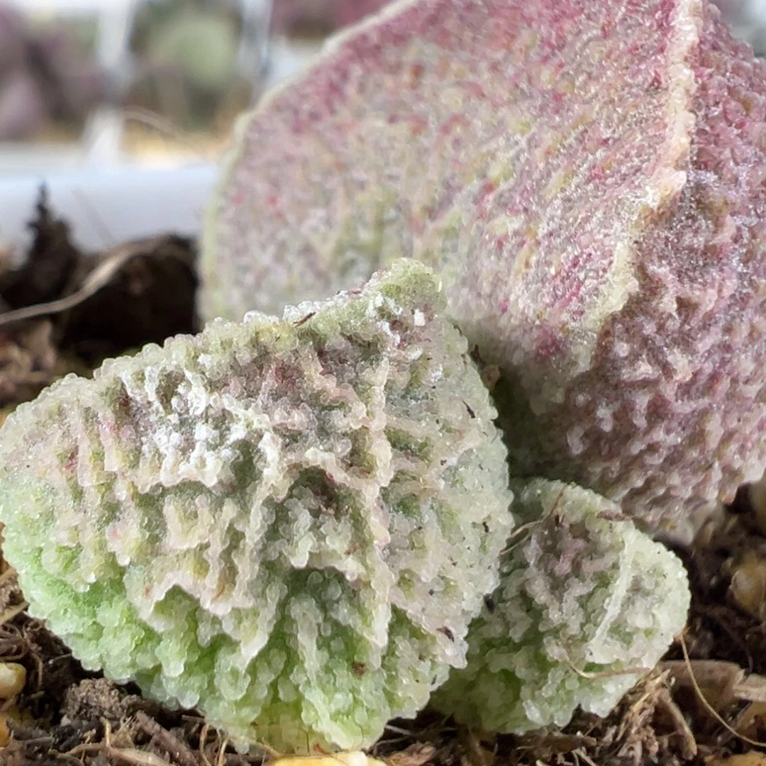 w倒刺款实生新品多肉植物