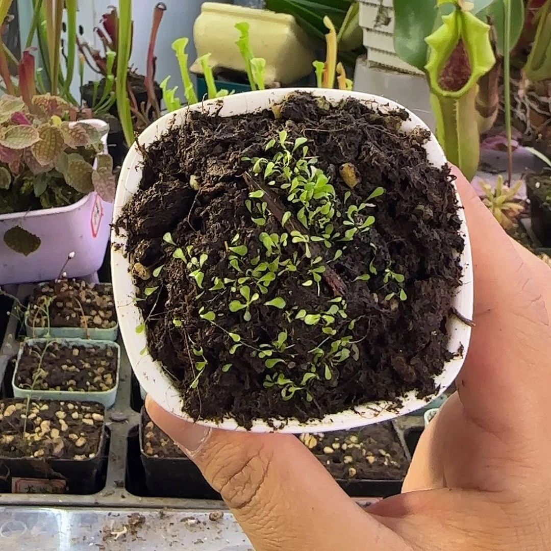 完全开放小白兔狸藻