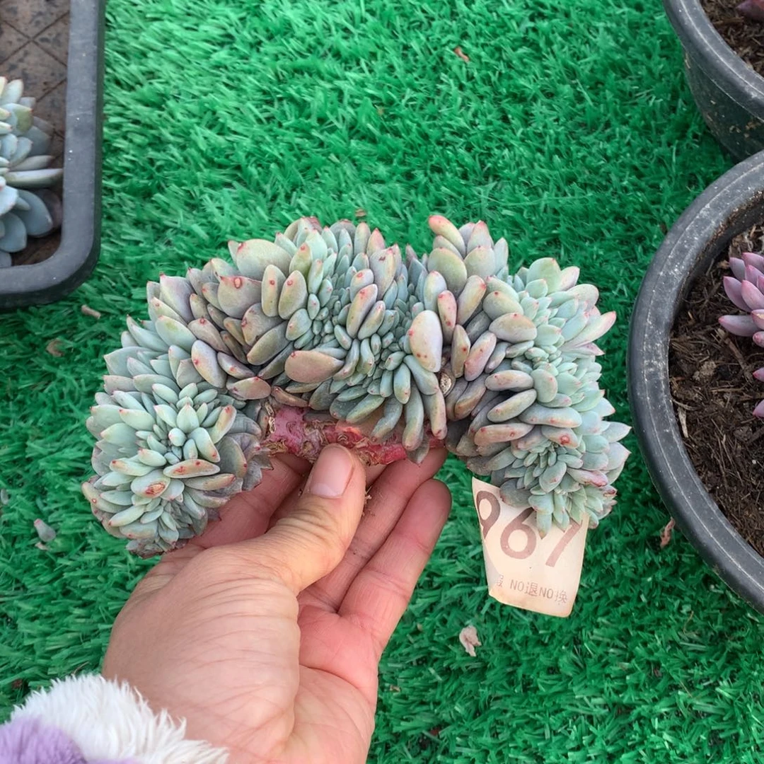 967橙子缀多肉植物