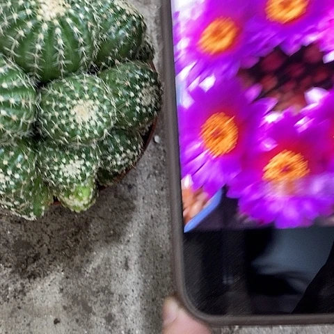 多头炫美玉仙人球，368990