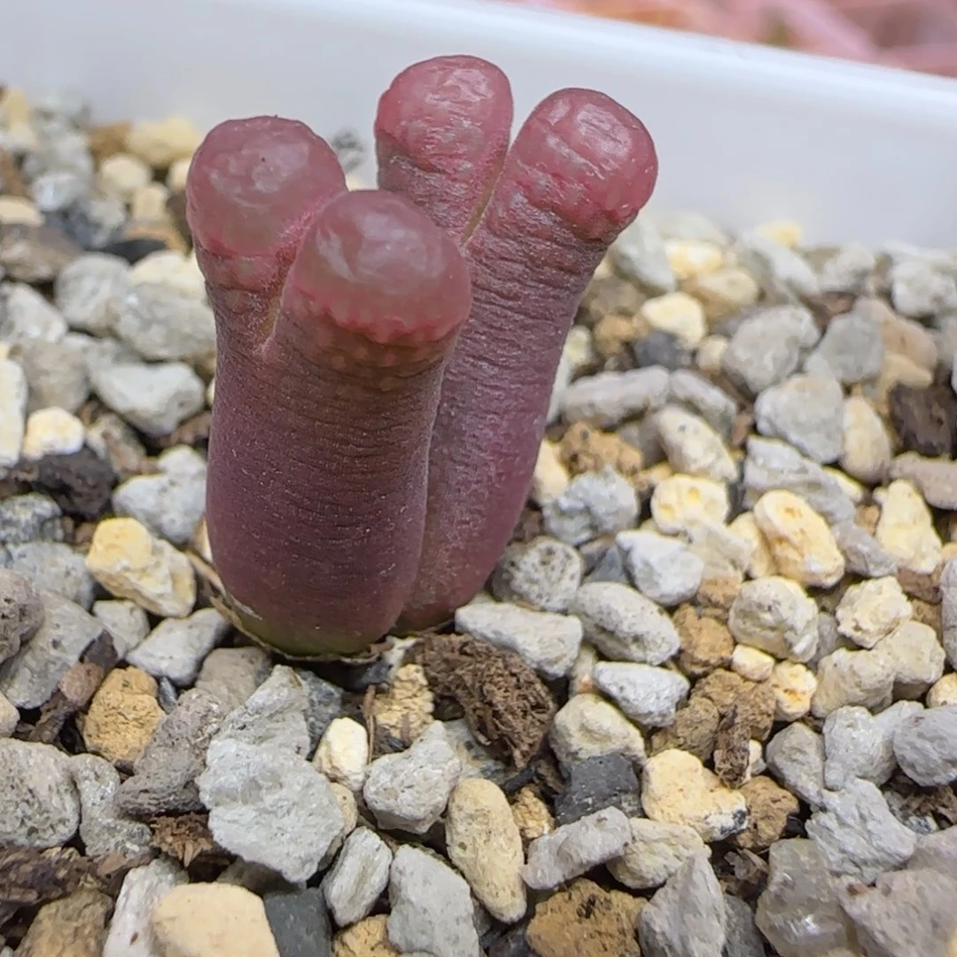 极光风铃多肉植物一颗