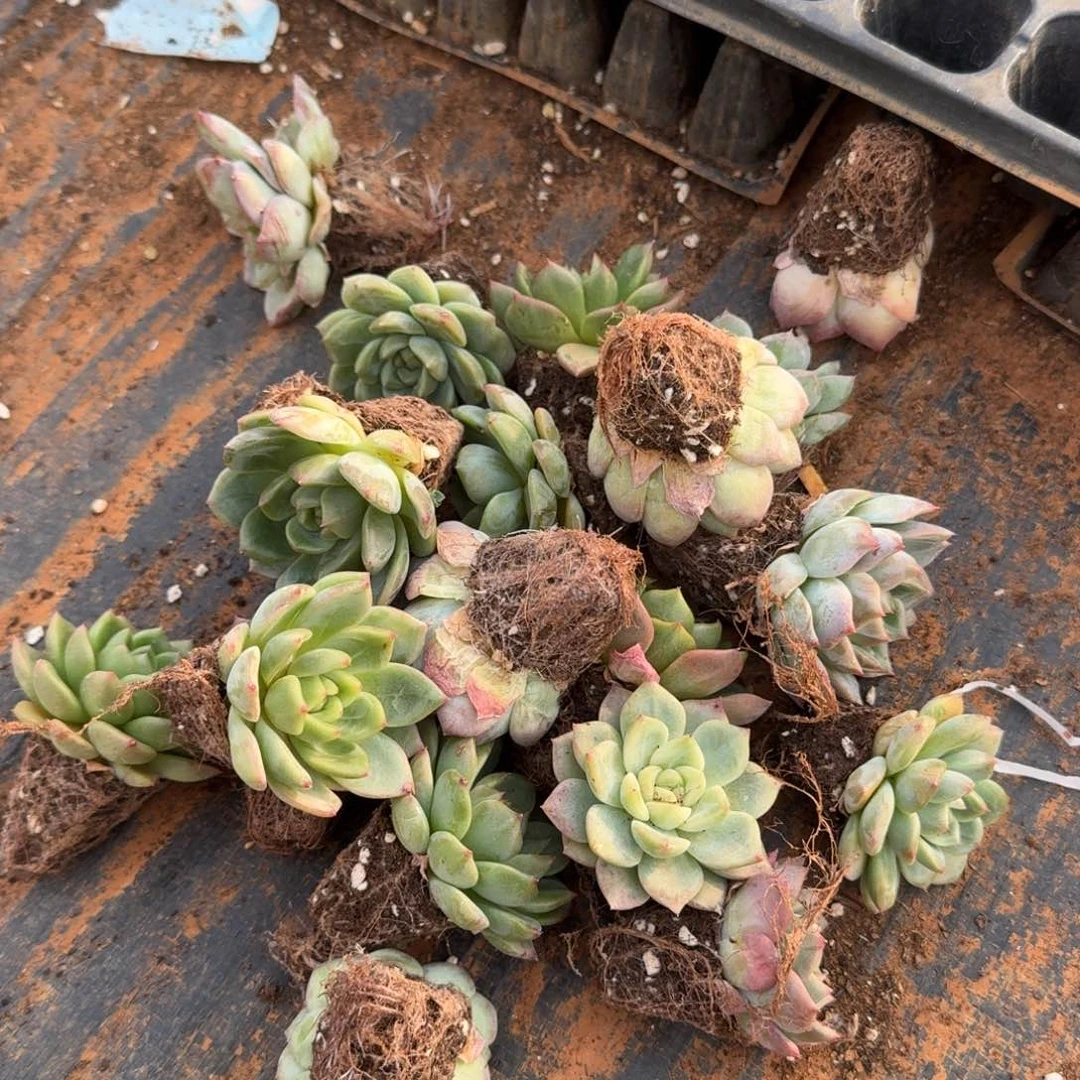 9-93绿菜珍妮二十颗量拍侧门右二